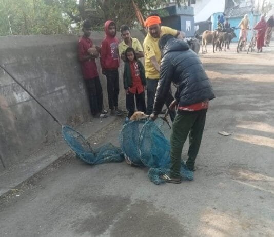राजनांदगांव : आवारा कुत्तो का बधियाकरण, एक माह में 287 कुत्तो का हुआ बधियाकरण…