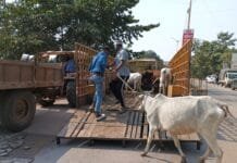 राजनांदगांव : नगर निगम का मवेशी धर-पकड अभियान, 11 मवेशी पकडे़…
