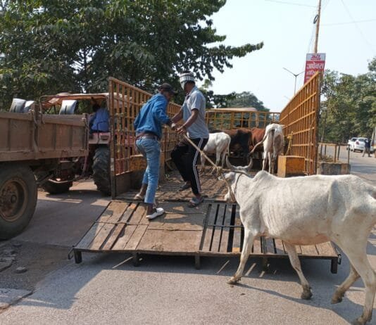 राजनांदगांव : नगर निगम का मवेशी धर-पकड अभियान, 11 मवेशी पकडे़…