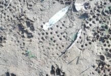 छुरिया : दुर्लभ काला तेंदुआ दिखे जाने से नगर में दहशत का माहौल…