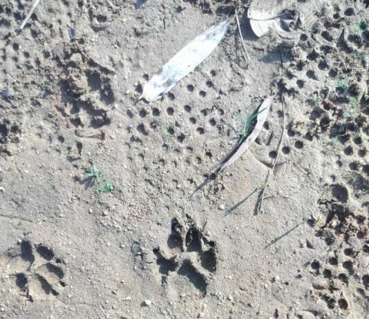 छुरिया : दुर्लभ काला तेंदुआ दिखे जाने से नगर में दहशत का माहौल…