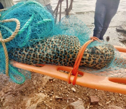 VISION TIMES : गंगरेल में मिला तेंदुआ का शव…