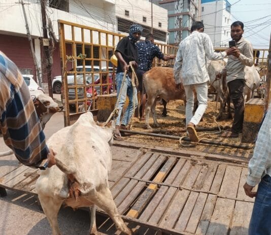 राजनांदगांव : नगर निगम का मवेशी धर-पकड अभियान…