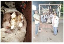 राजनांदगांव : गठूला में हुआ बड़ा एक्सीडेंट-ट्रक की मार से कटा पेट बजरंग दल एवं पशु चिकित्सालय के प्रयासों से हुआ सफल उपचार…