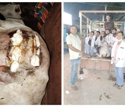 राजनांदगांव : गठूला में हुआ बड़ा एक्सीडेंट-ट्रक की मार से कटा पेट बजरंग दल एवं पशु चिकित्सालय के प्रयासों से हुआ सफल उपचार…