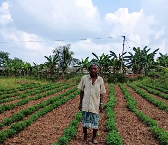 राजनांदगांव : वनांचल के किसान नारद ने मूंगफली की फसल लेकर 4 गुना से अधिक का लिया मुनाफा…