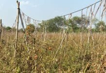 राजनांदगांव : बारीश और ओलावृष्टि से टमाटर फसल और अन्य फसलों को भारी नुकसान…