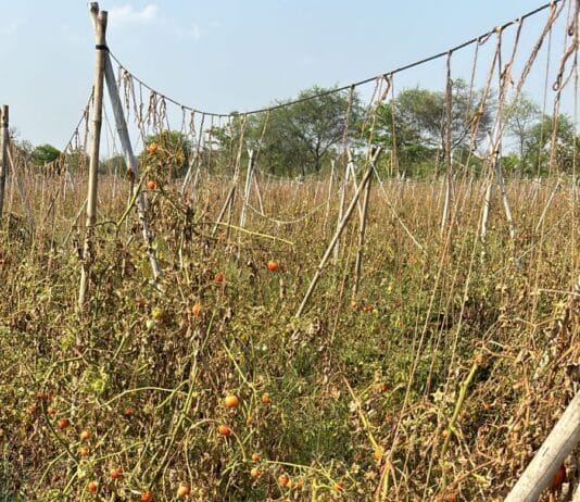 राजनांदगांव : बारीश और ओलावृष्टि से टमाटर फसल और अन्य फसलों को भारी नुकसान…