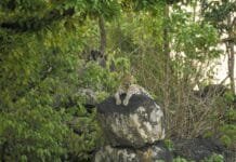 राजनांदगांव : डोंगरगढ़ सुदर्शन पहाड़ पर दिखा तेंदुआ, सोशल मीडिया का जमकर वीडियो हो रहा वायरल…