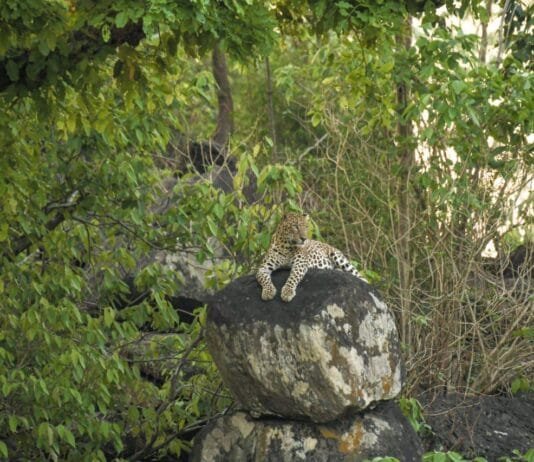 राजनांदगांव : डोंगरगढ़ सुदर्शन पहाड़ पर दिखा तेंदुआ, सोशल मीडिया का जमकर वीडियो हो रहा वायरल…