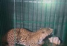 राजनांदगांव/डोंगरगढ़ ब्रेकिंग: वन विभाग की टीम ने तेंदुआ का किया रेस्क्यू, अधिकारियों ने ली राहत की सांस…