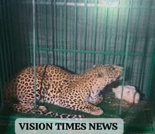 राजनांदगांव/डोंगरगढ़ ब्रेकिंग: वन विभाग की टीम ने तेंदुआ का किया रेस्क्यू, अधिकारियों ने ली राहत की सांस…