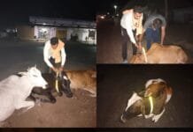 राजनांदगांव : हादसों में आए कमी,इस उद्देश्य से संस्कारधानी के गौसेवक बांध रहे गौवंशों को रेडियम बेल्ट…