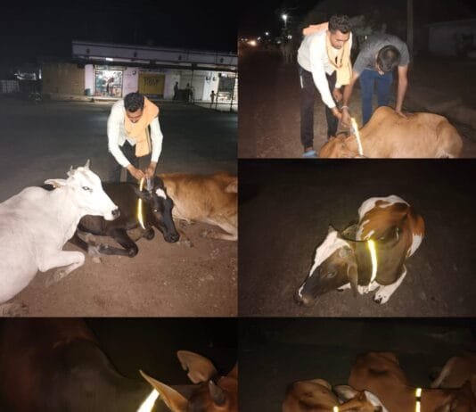 राजनांदगांव : हादसों में आए कमी,इस उद्देश्य से संस्कारधानी के गौसेवक बांध रहे गौवंशों को रेडियम बेल्ट…