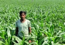 रायपुर : धान के बदले मक्का की खेती से किसान ने कमाया दुगुना मुनाफा…