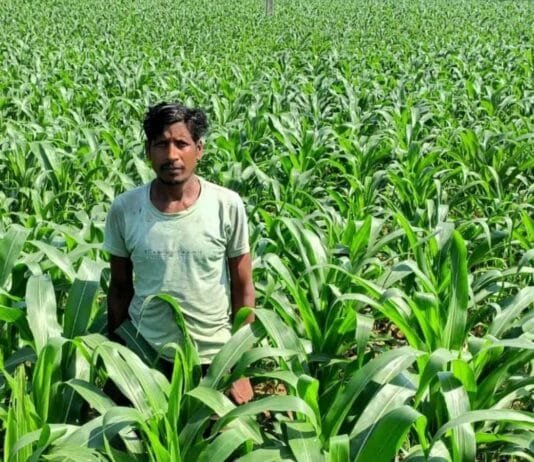 रायपुर : धान के बदले मक्का की खेती से किसान ने कमाया दुगुना मुनाफा…