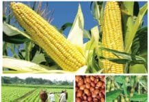 राजनांदगांव : कृषक उन्नति योजना से अब खरीफ में दलहन-तिलहन, मक्का तथा लघु धान्य फसलों का उत्पादन करने वाले कृषकों को मिलेगा आदान सहायता राशि का लाभ…