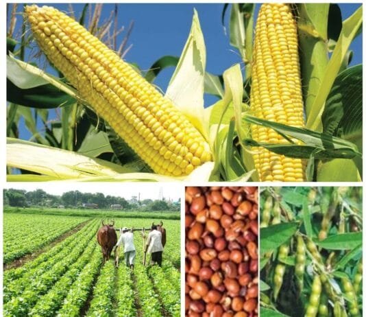 राजनांदगांव : कृषक उन्नति योजना से अब खरीफ में दलहन-तिलहन, मक्का तथा लघु धान्य फसलों का उत्पादन करने वाले कृषकों को मिलेगा आदान सहायता राशि का लाभ…