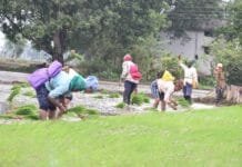 राजनांदगांव : खरीफ में धान फसल में खरपतवारों का उचित प्रबंधन…