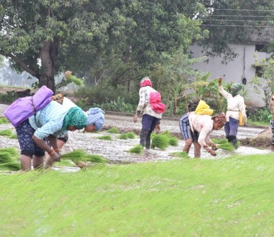 राजनांदगांव : खरीफ में धान फसल में खरपतवारों का उचित प्रबंधन…