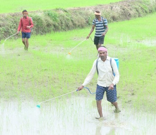 राजनांदगांव : जिले में किसानों को 29133.4 मीट्रिक टन रासायनिक खाद का वितरण…