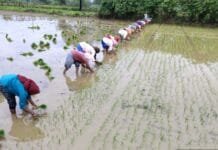 राजनांदगांव : कृषि विज्ञान केन्द्र द्वारा कृषकों को मौसम आधारित सलाह…