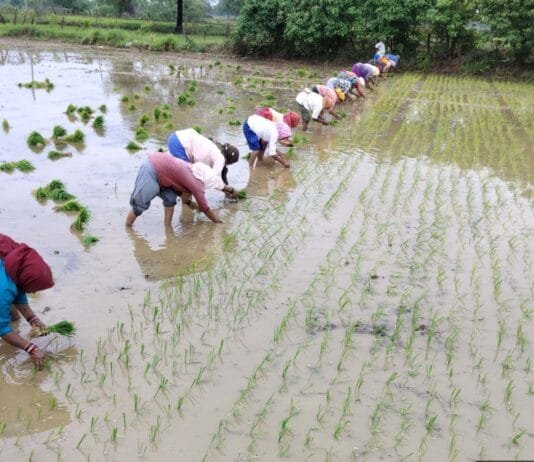 राजनांदगांव : कृषि विज्ञान केन्द्र द्वारा कृषकों को मौसम आधारित सलाह…