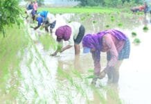 राजनांदगांव : जिले में 10775.58 क्विंटल बीज का भंडारण, किसानों को 10239.26 क्विंटल बीज का किया गया वितरण…