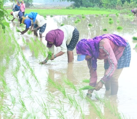 राजनांदगांव : जिले में 10775.58 क्विंटल बीज का भंडारण, किसानों को 10239.26 क्विंटल बीज का किया गया वितरण…