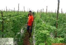 रायपुर : उद्यानिकी फसल से संतेर पोटाई हुए आर्थिक रूप से सशक्त…