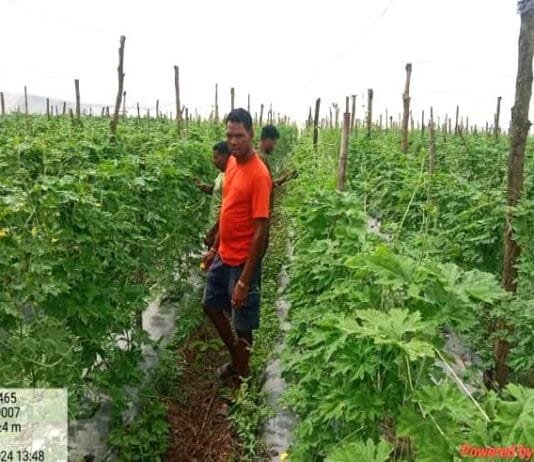 रायपुर : उद्यानिकी फसल से संतेर पोटाई हुए आर्थिक रूप से सशक्त…