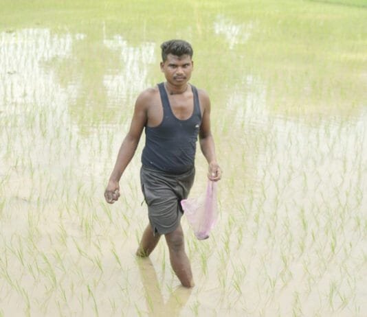 रायपुर : समय पर मिले खाद-बीज से युवा किसान बृजपाल की खेती हुई आसान…