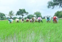 राजनांदगांव: जिले में 37720.3 मीट्रिक टन रासायनिक खाद का भंडारण, किसानों को 33364.4 मीट्रिक टन रासायनिक खाद का वितरण…