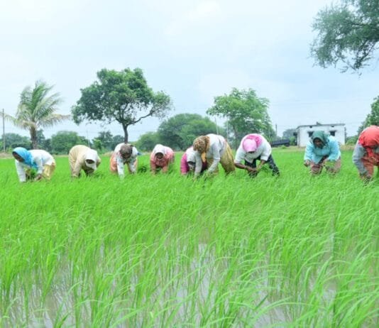 राजनांदगांव: जिले में 37720.3 मीट्रिक टन रासायनिक खाद का भंडारण, किसानों को 33364.4 मीट्रिक टन रासायनिक खाद का वितरण…