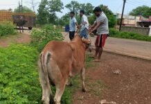 राजनांदगांव : हाईवे रोड से पकड़े 6 मवेशी, दुर्घटना से बचने मवेशी बांधकर रखने आयुक्त ने की अपील…