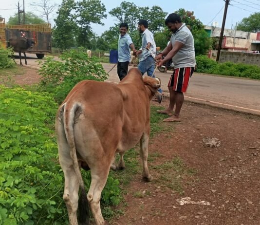 राजनांदगांव : हाईवे रोड से पकड़े 6 मवेशी, दुर्घटना से बचने मवेशी बांधकर रखने आयुक्त ने की अपील…