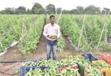राजनांदगांव : खीरे की बम्पर पैदावार होने से बदल गई किसान सुरेश सिन्हा की तकदीर…