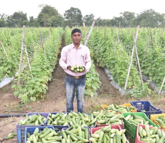 राजनांदगांव : खीरे की बम्पर पैदावार होने से बदल गई किसान सुरेश सिन्हा की तकदीर…