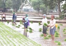 राजनांदगांव : खरीफ वर्ष 2024 में 2733 किसानों को मिला 6.21 करोड़ रूपए का फसल बीमा…