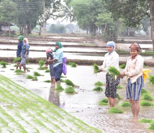 राजनांदगांव : खरीफ वर्ष 2024 में 2733 किसानों को मिला 6.21 करोड़ रूपए का फसल बीमा…