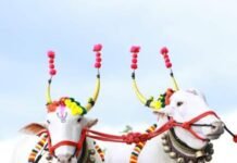 राजनांदगांव : लखोली में होगी रोमांचक बैल दौड़ प्रतियोगिता…