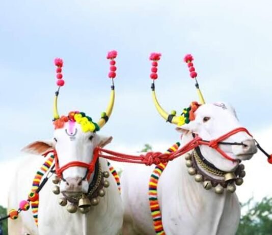 राजनांदगांव : लखोली में होगी रोमांचक बैल दौड़ प्रतियोगिता…