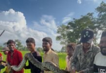 राजनांदगांव : अजगर के शिकंजे से ग्रामीणों ने बचाई किसान की जान…