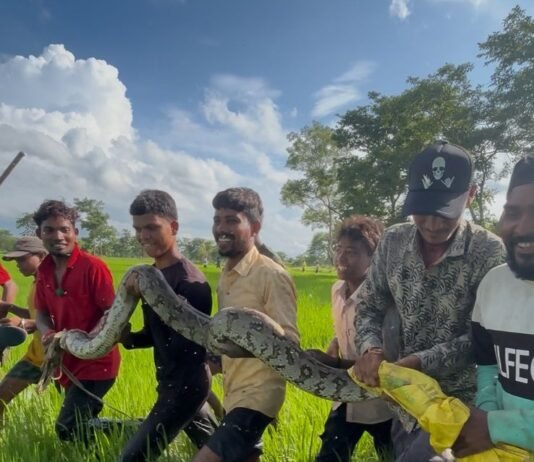 राजनांदगांव : अजगर के शिकंजे से ग्रामीणों ने बचाई किसान की जान…