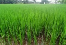 राजनांदगांव : कृषि विज्ञान केन्द्र सुरगी द्वारा किसानों को दी गई समसामयिक सलाह…