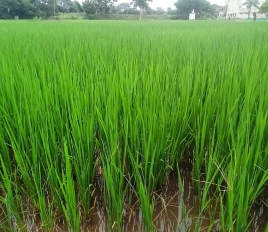 राजनांदगांव : कृषि विज्ञान केन्द्र सुरगी द्वारा किसानों को दी गई समसामयिक सलाह…