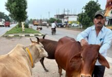 राजनांदगांव : जिले में पशुओं के कारण होने वाली दुर्घटनाओं को रोकने के लिए पशुओं में लगाया गया रेडियम बेल्ट एवं पेंट…