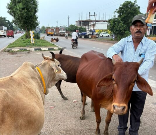 राजनांदगांव : जिले में पशुओं के कारण होने वाली दुर्घटनाओं को रोकने के लिए पशुओं में लगाया गया रेडियम बेल्ट एवं पेंट…