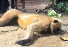 राजनांदगांव: करंट की चपेट में आए बंदर, दो की मौत, एक गंभीर…