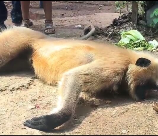 राजनांदगांव: करंट की चपेट में आए बंदर, दो की मौत, एक गंभीर…